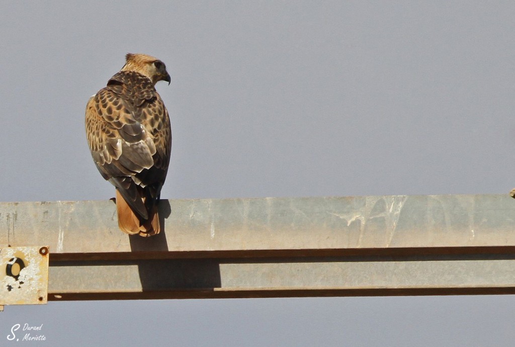 Buse féroce ssp cirtensis - Maroc octobre 2012