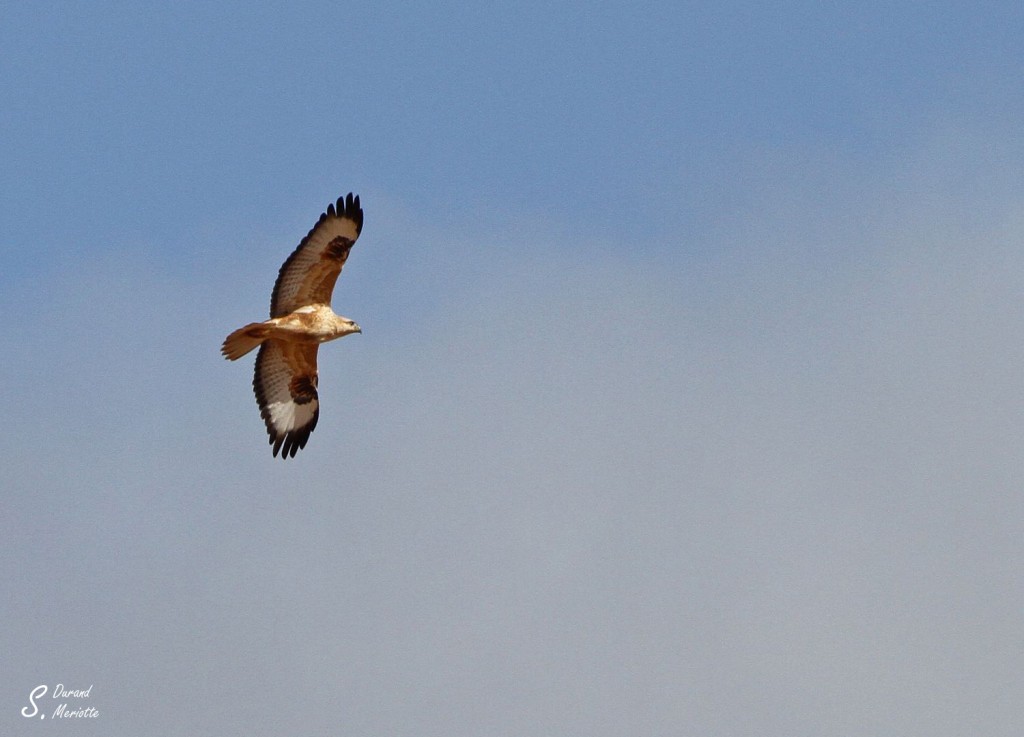 Buse féroce ssp cirtensis - Maroc octobre 2012