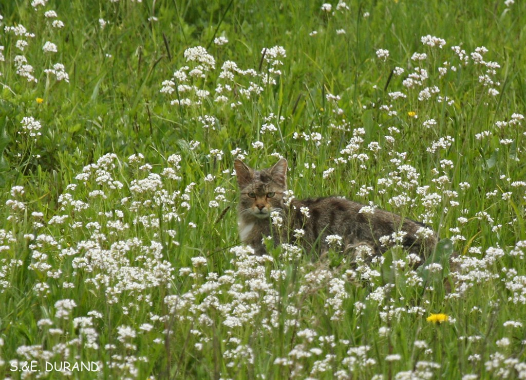 Chat forestier