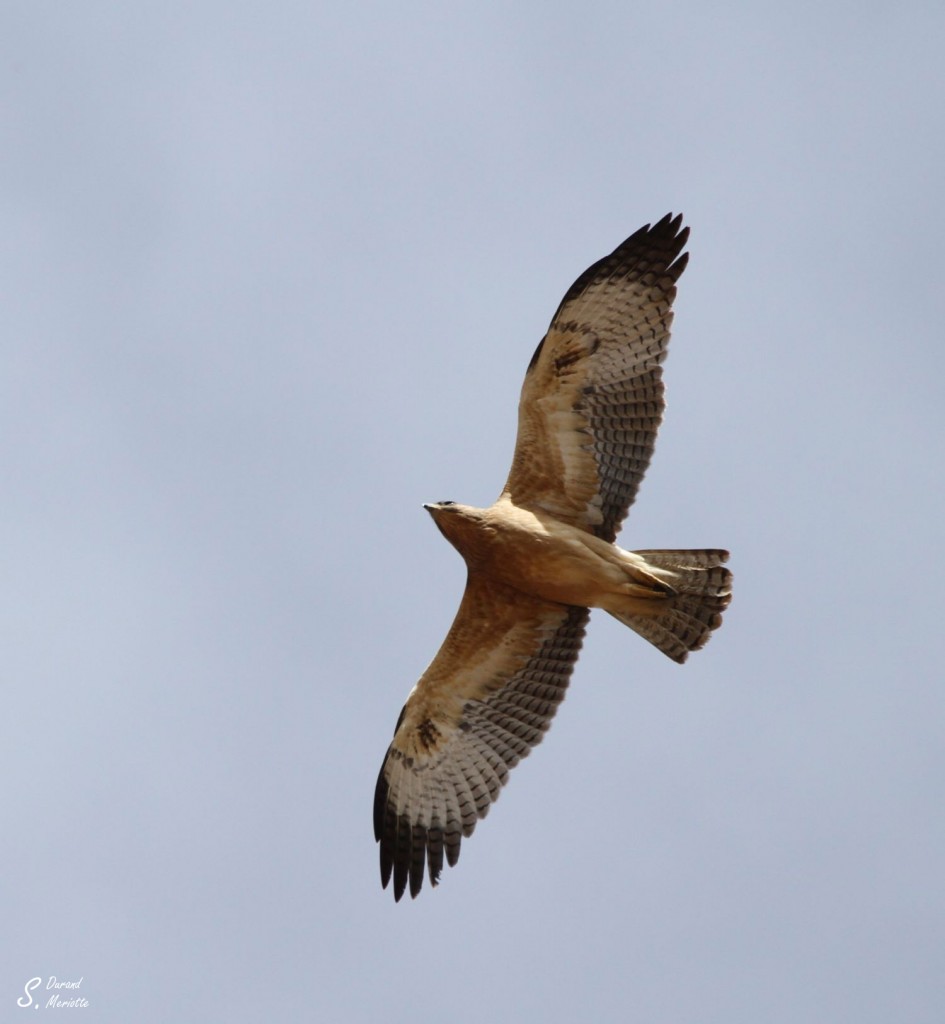 Aigle de Bonelli - Maroc octobre 2012