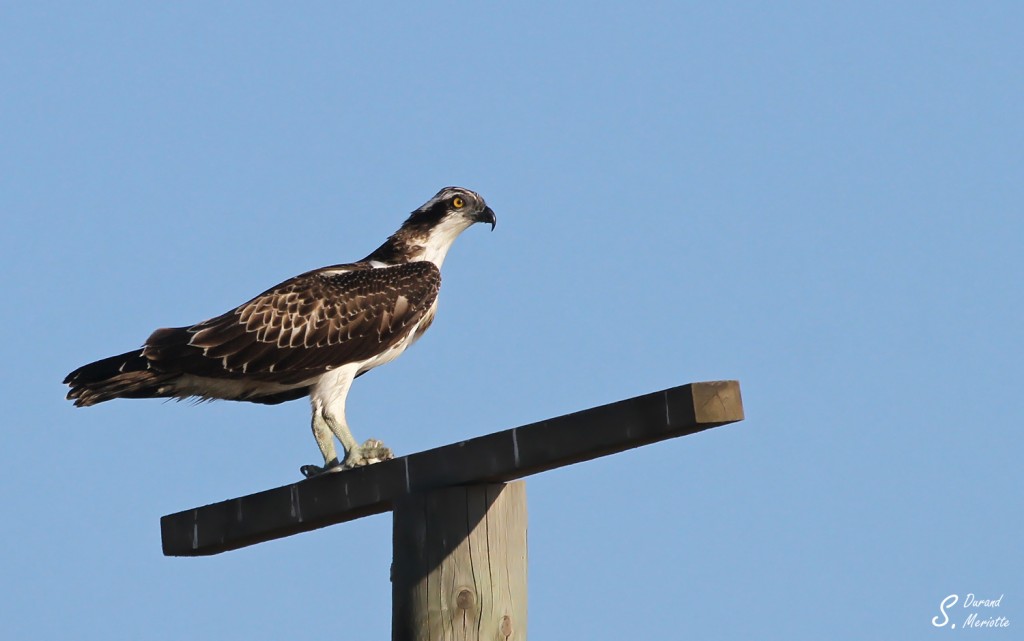 Balbuzard pêcheur Pandion haliaetus