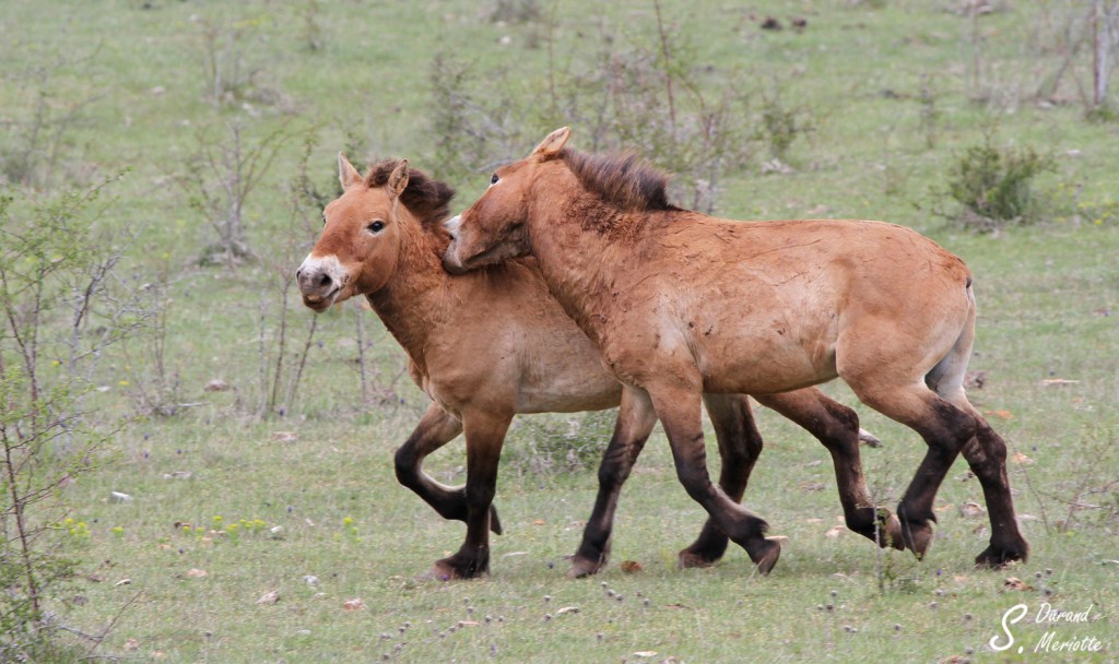 Cheval de Przewalski