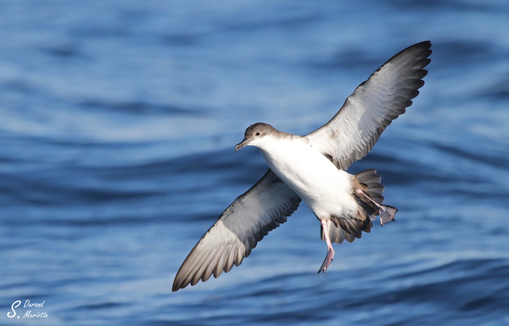 Oiseaux Oiseaux