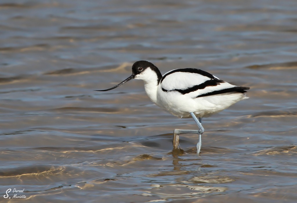 Avocette élégante
