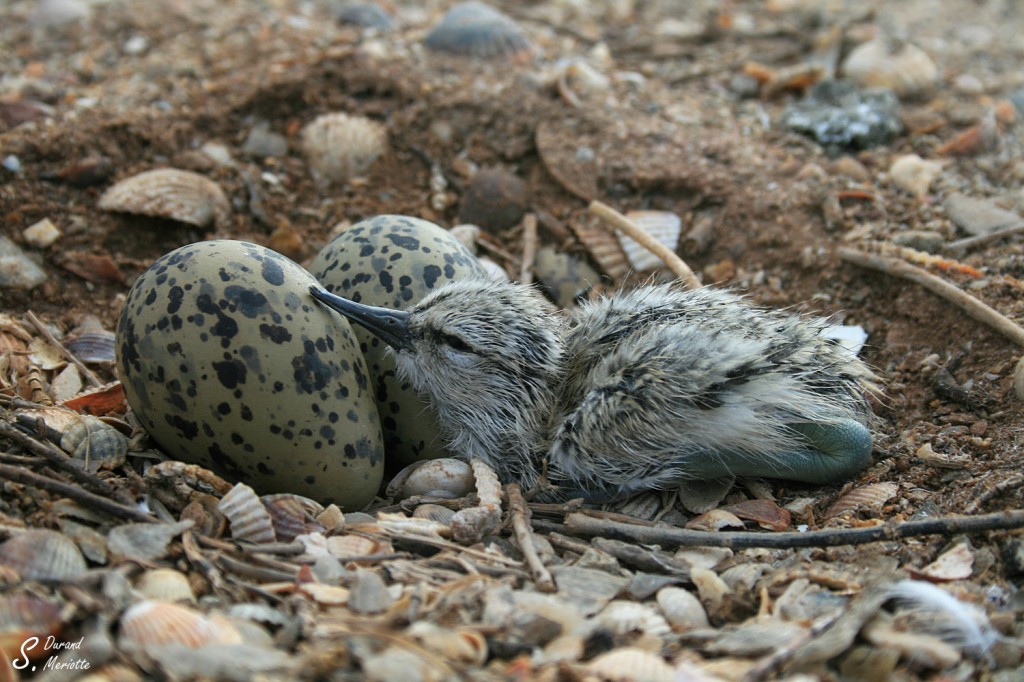 Avocette élégante poussin