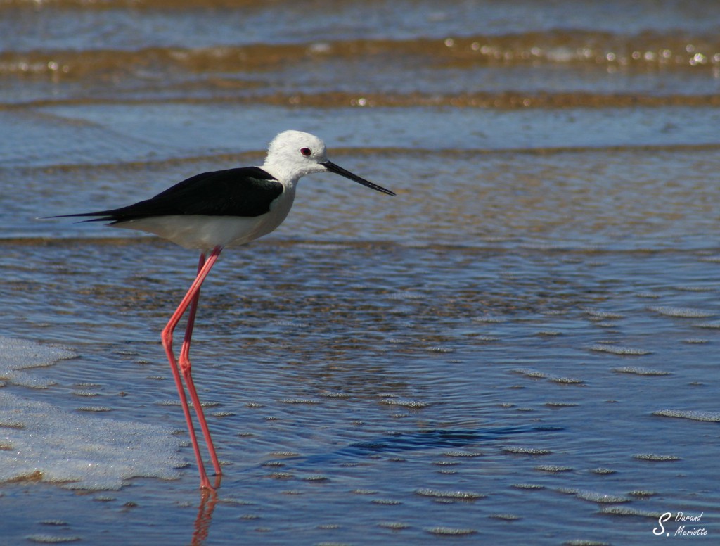 Échasse blanche