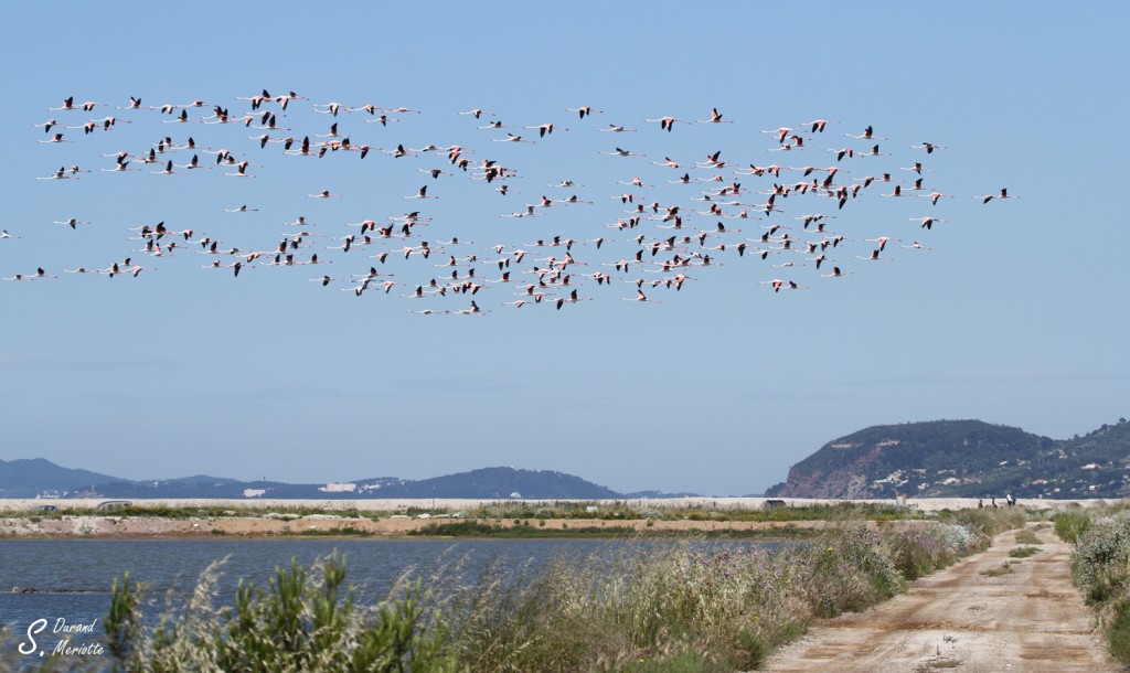 Flamant rose (Salins d'Hyères)