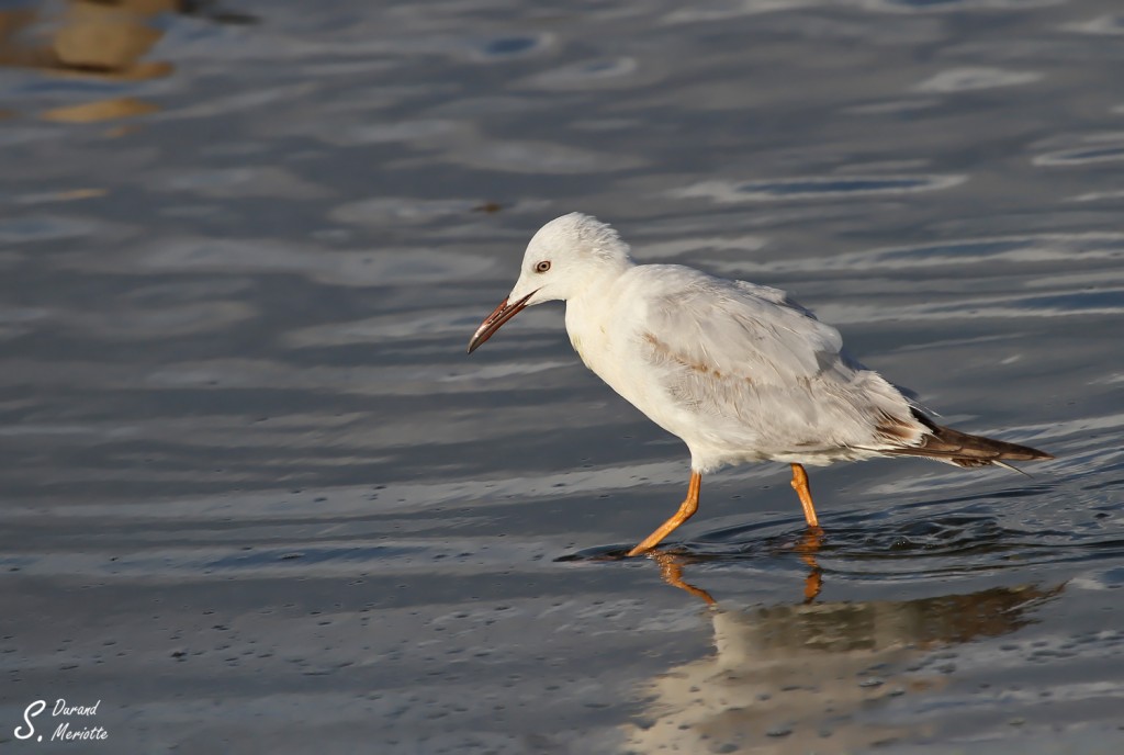 Goéland railleur immature