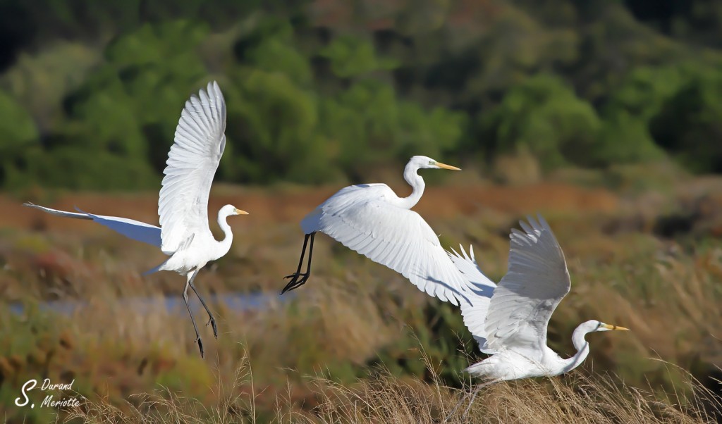 Grande Aigrette