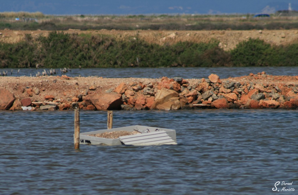 Barge à sternes