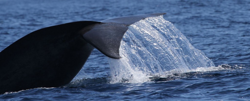Rorqual commun