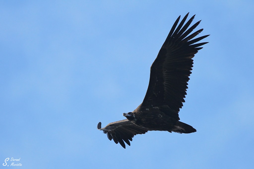 Vautour moine