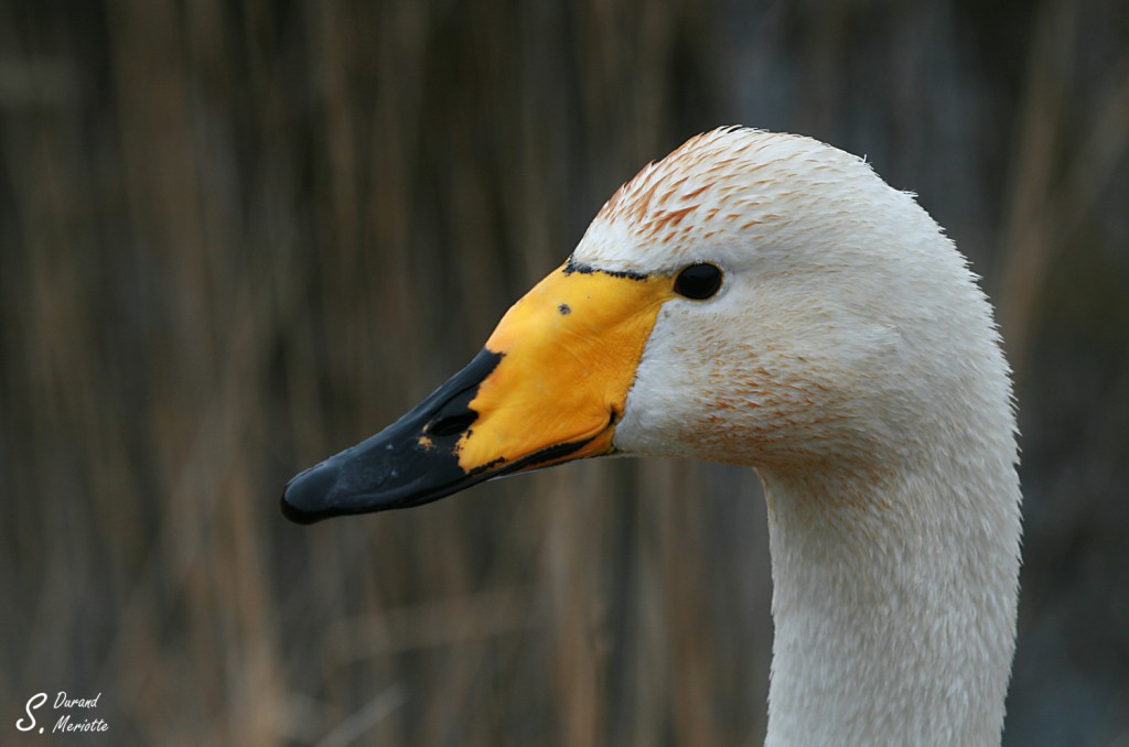 Cygne chanteur (Baie de Somme)