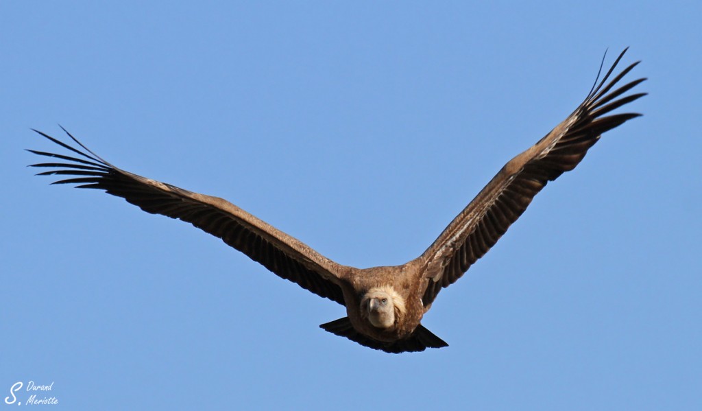 Vautour fauve, Baronnies, mars 2014