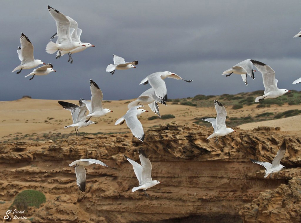 Goéland d'Audouin - Maroc octobre 2012