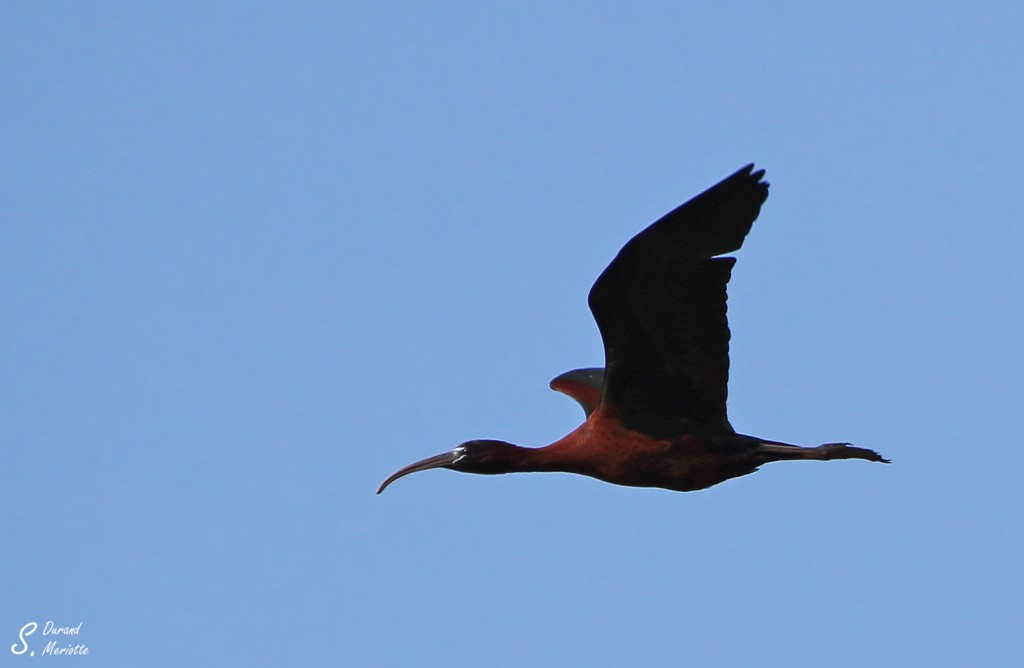 Ibis falcinelle