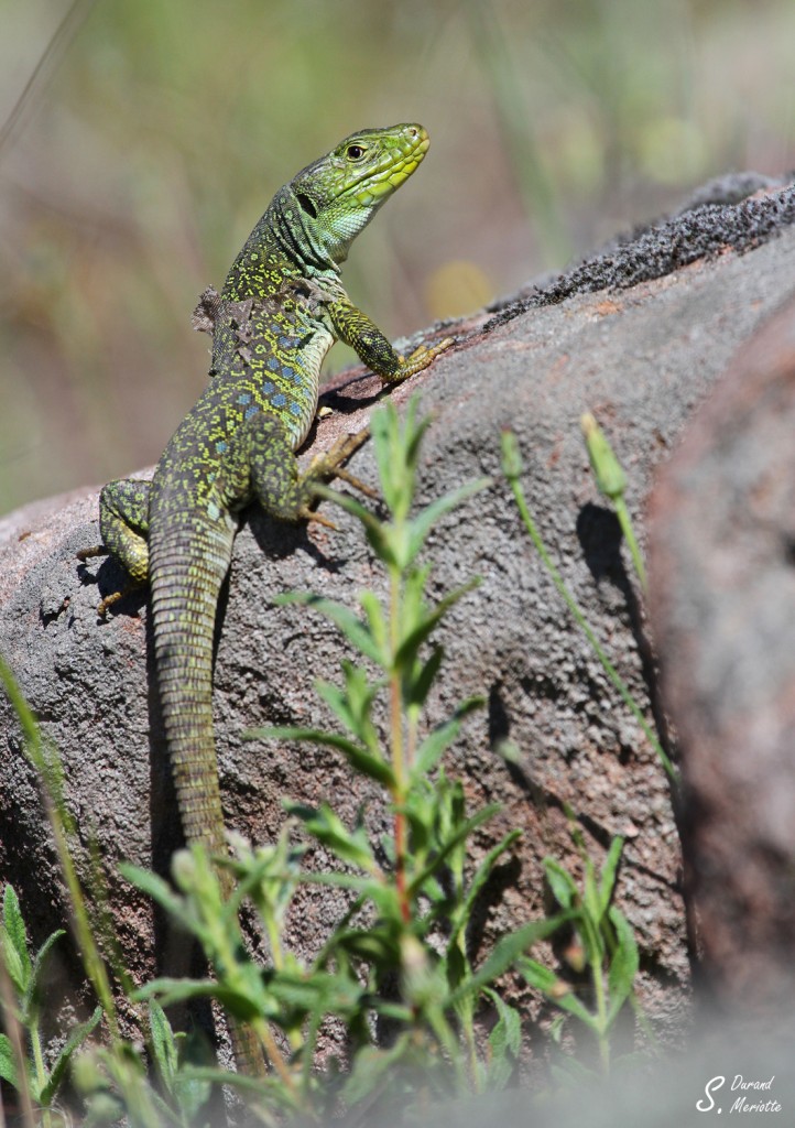 Lézard ocellé - Plaine des Maures (Var) avril 2014