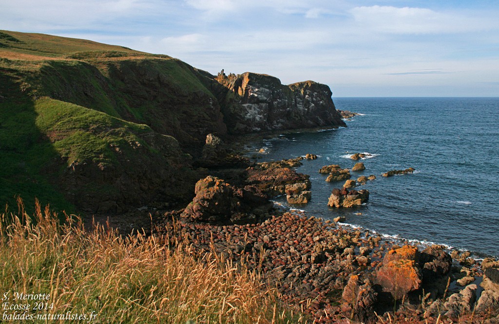 Abb's Head 10/07/2014