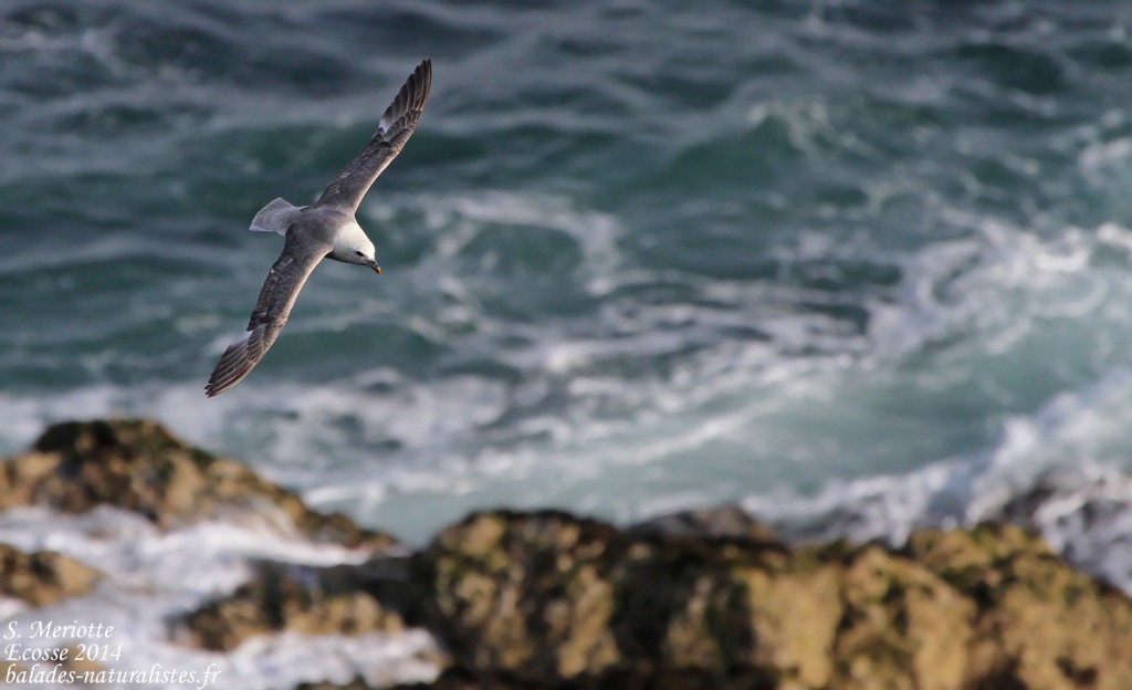 Fulmar boréal - Abb's Head 10/07/2014