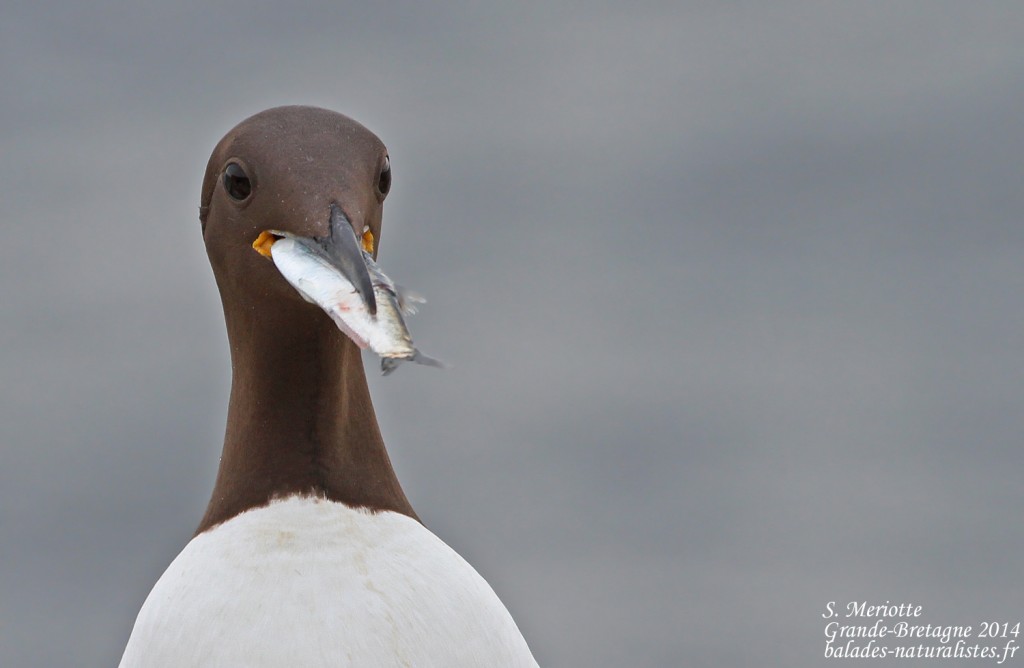Guillemot de Troil - Inner Farne - 11/07/2014