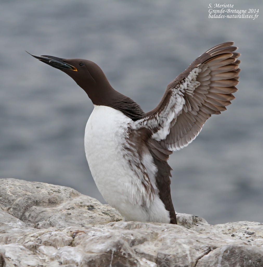 Guillemot de Troil - Inner Farne - 11/07/2014