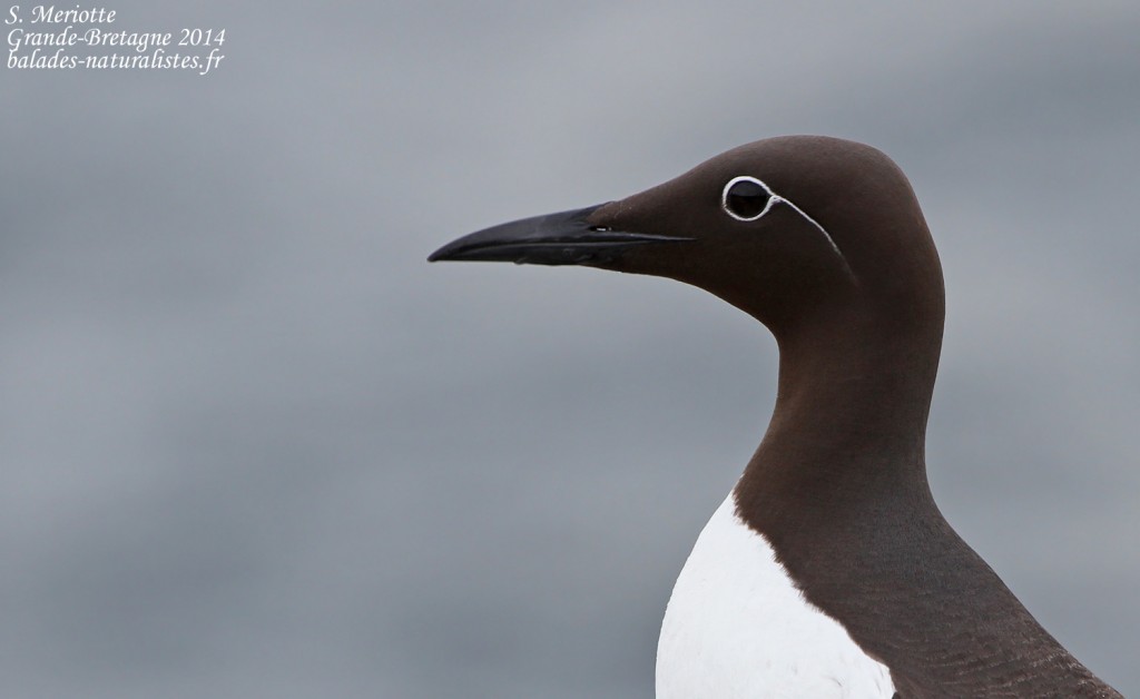 Guillemot de Troil - forme bridée - Inner Farne - 11/07/2014