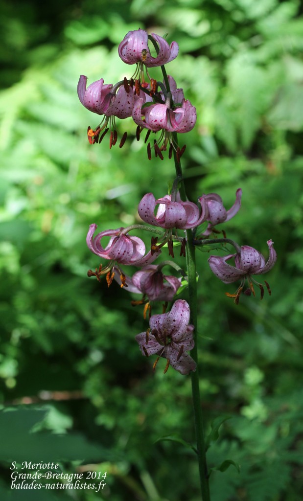 Lys martagon