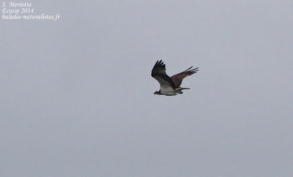 Balbuzard pêcheur - Loch Fleet - 14/07/2014