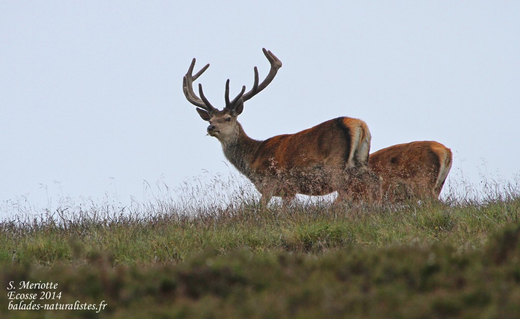 Cerfs - Cairngorms - Glen Muick - 14/07/2014