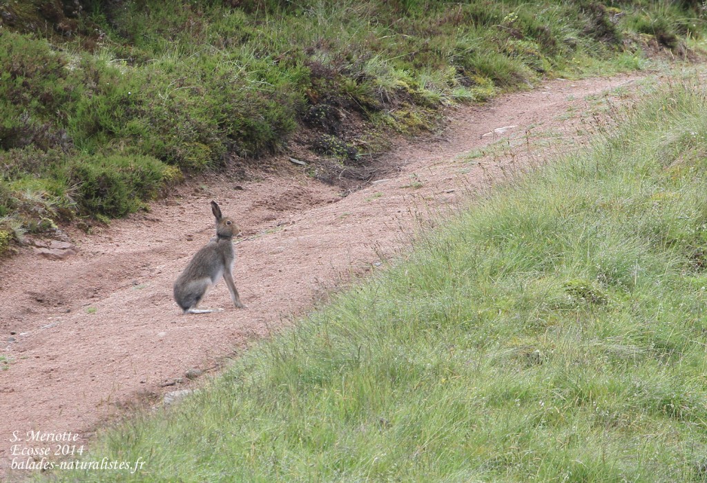 Lièvre variable - Cairngorms - Glen Muick - 14/07/2014