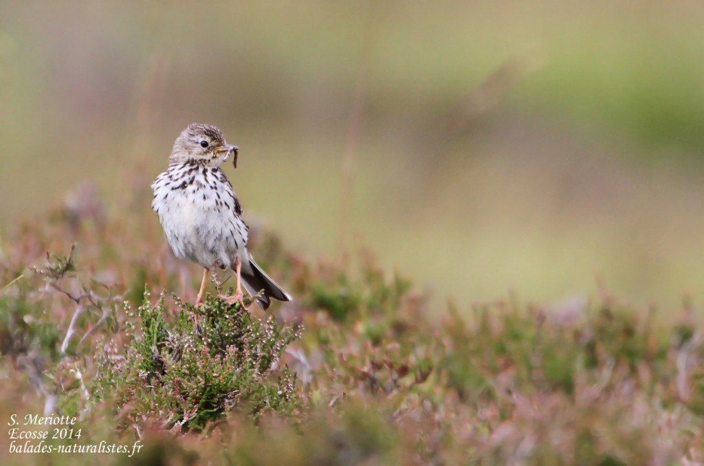 Pipit farlouse - Cairngorms - Glen Muick - 14/07/2014