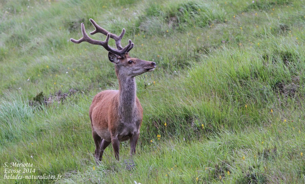 Cerf élaphe - Kinloch - 14/07/2014