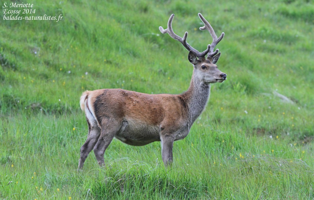 Cerf élaphe - Kinloch - 14/07/2014