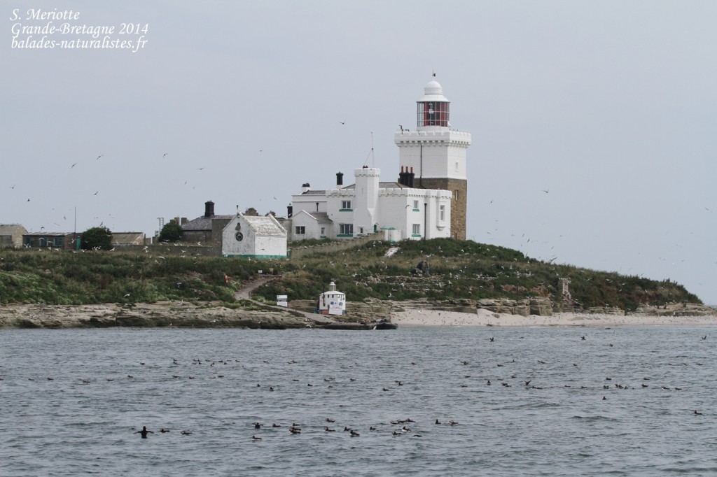 Coquet Island - 12/07/2014