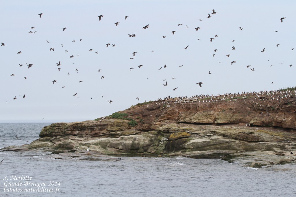 Macareux - Coquet Island - 12/07/2014