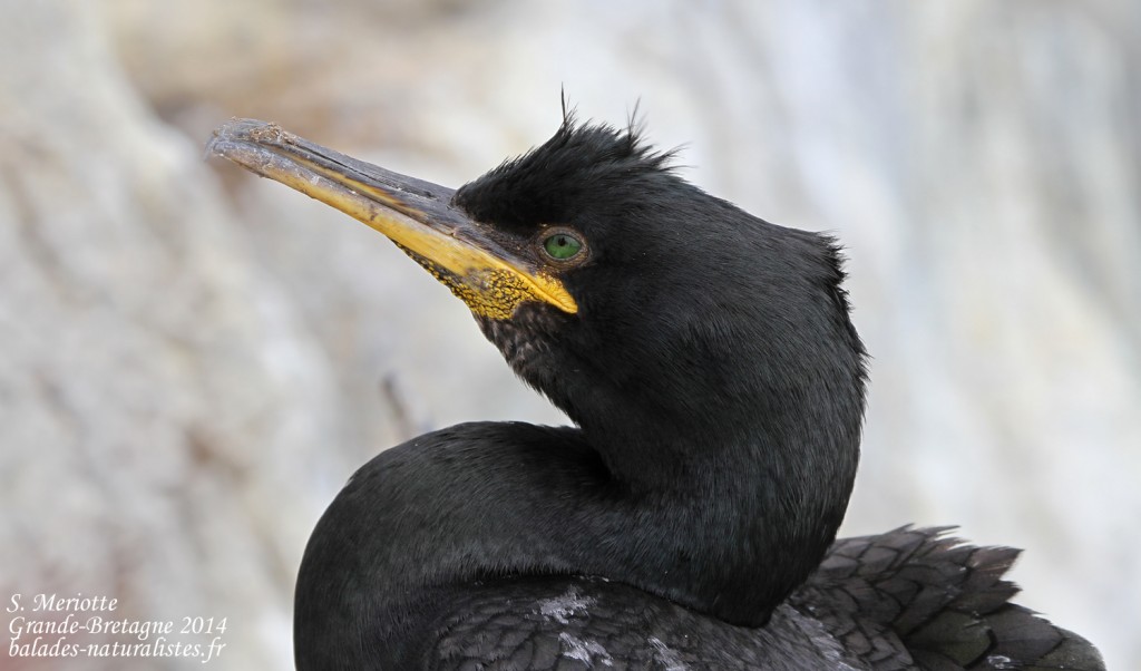Cormoran huppé (Shag) - Inner Farne - 11/07/2014
