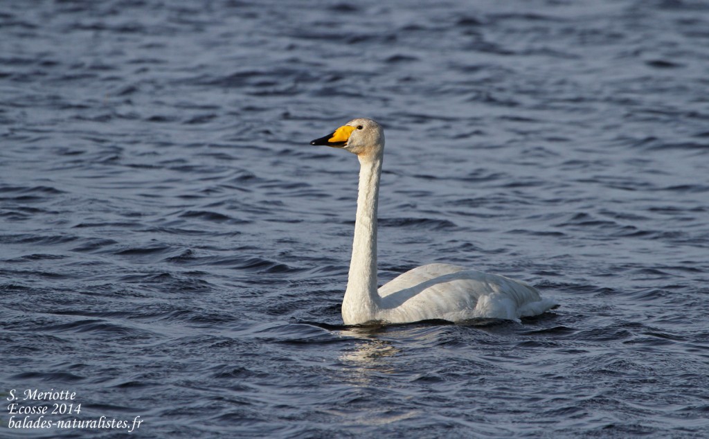 Cygne chanteur - Mull