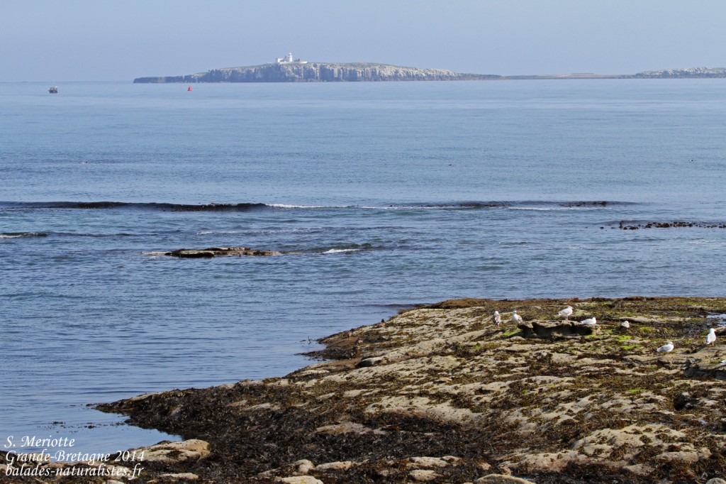 Farne Islands- 11/07/2014