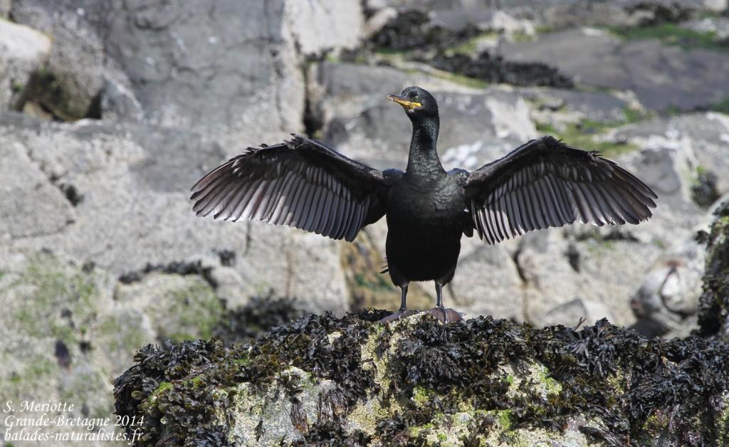 Cormoran huppé - Farne Islands- 11/07/2014