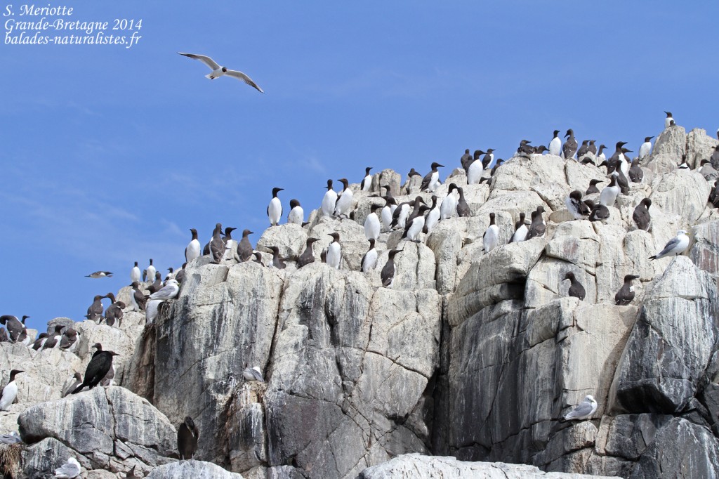 Guillemot de Troil - Farne Islands- 11/07/2014