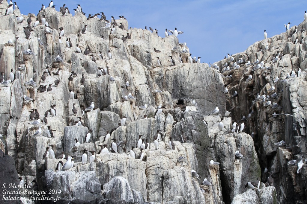 Guillemot de Troil - Farne Islands- 11/07/2014