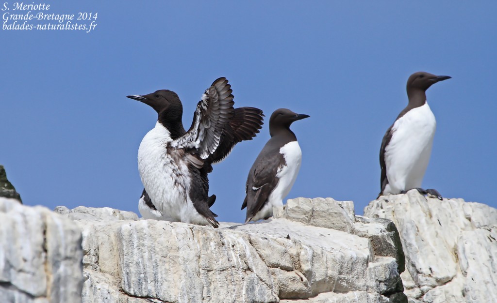 Guillemot de Troil - Farne Islands- 11/07/2014