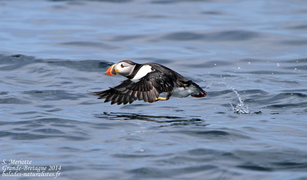 Macareux - Farne Islands- 11/07/2014