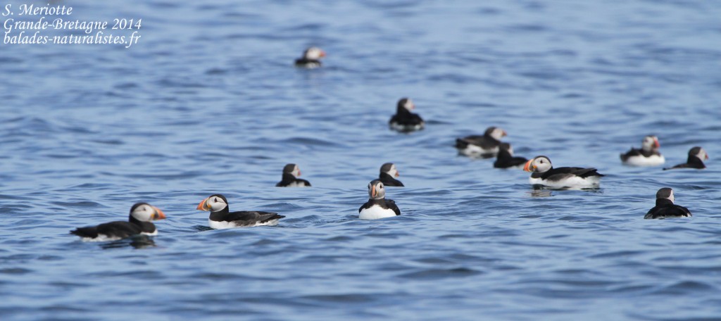 Macareux - Farne Islands- 11/07/2014