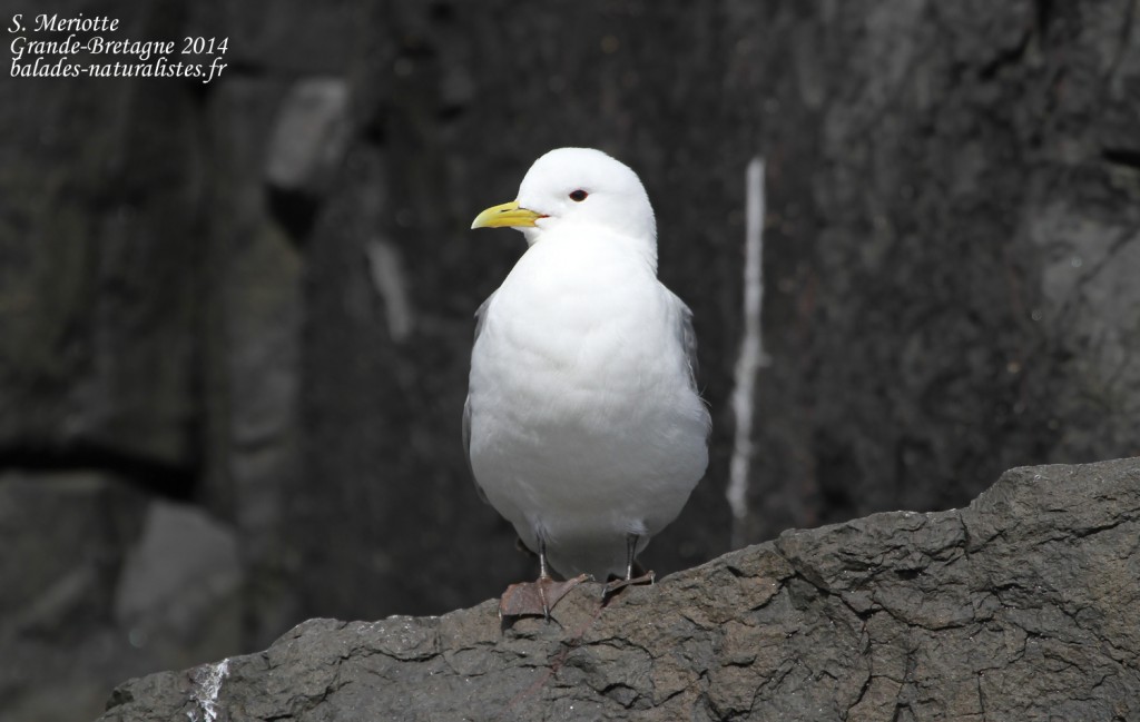 Mouette tridactyle - Farne Islands- 11/07/2014