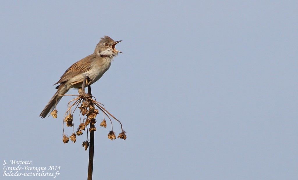 Fauvette grisette - Amble - 12/07/2014