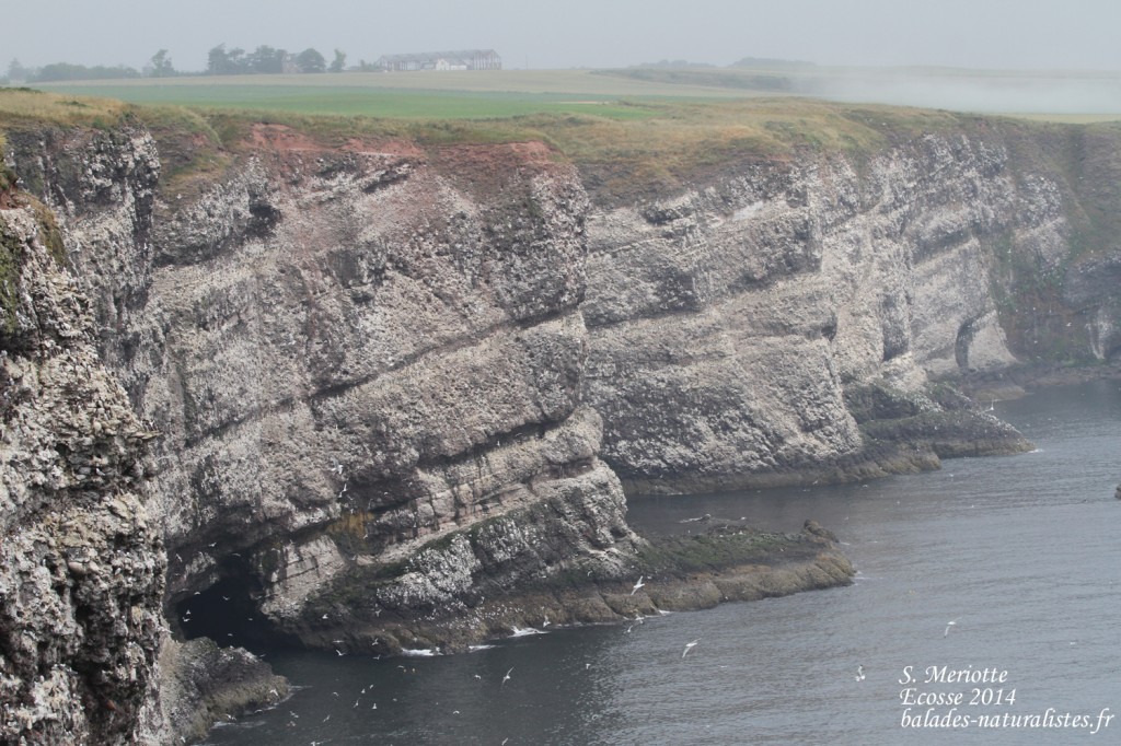 Fowlsheugh - 13/07/2014