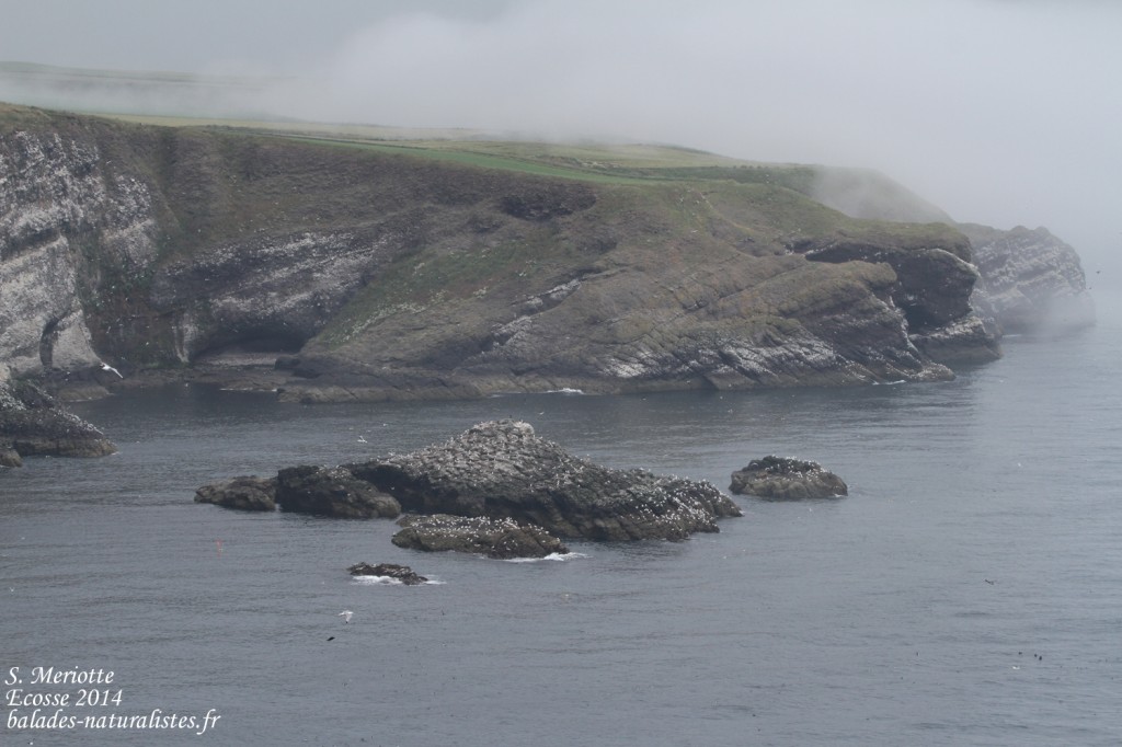 Fowlsheugh - 13/07/2014