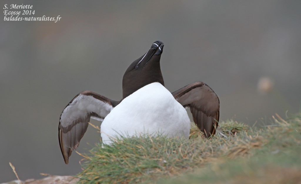 Pingouin torda - Fowlsheugh - 13/07/2014