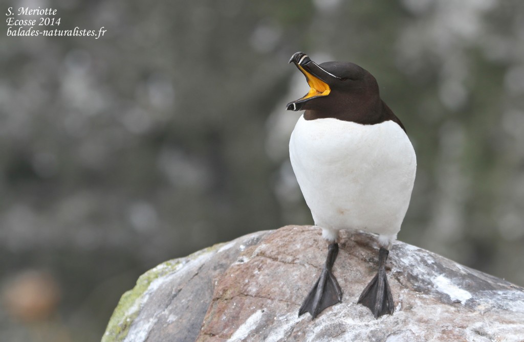 Pingouin torda - Fowlsheugh - 13/07/2014